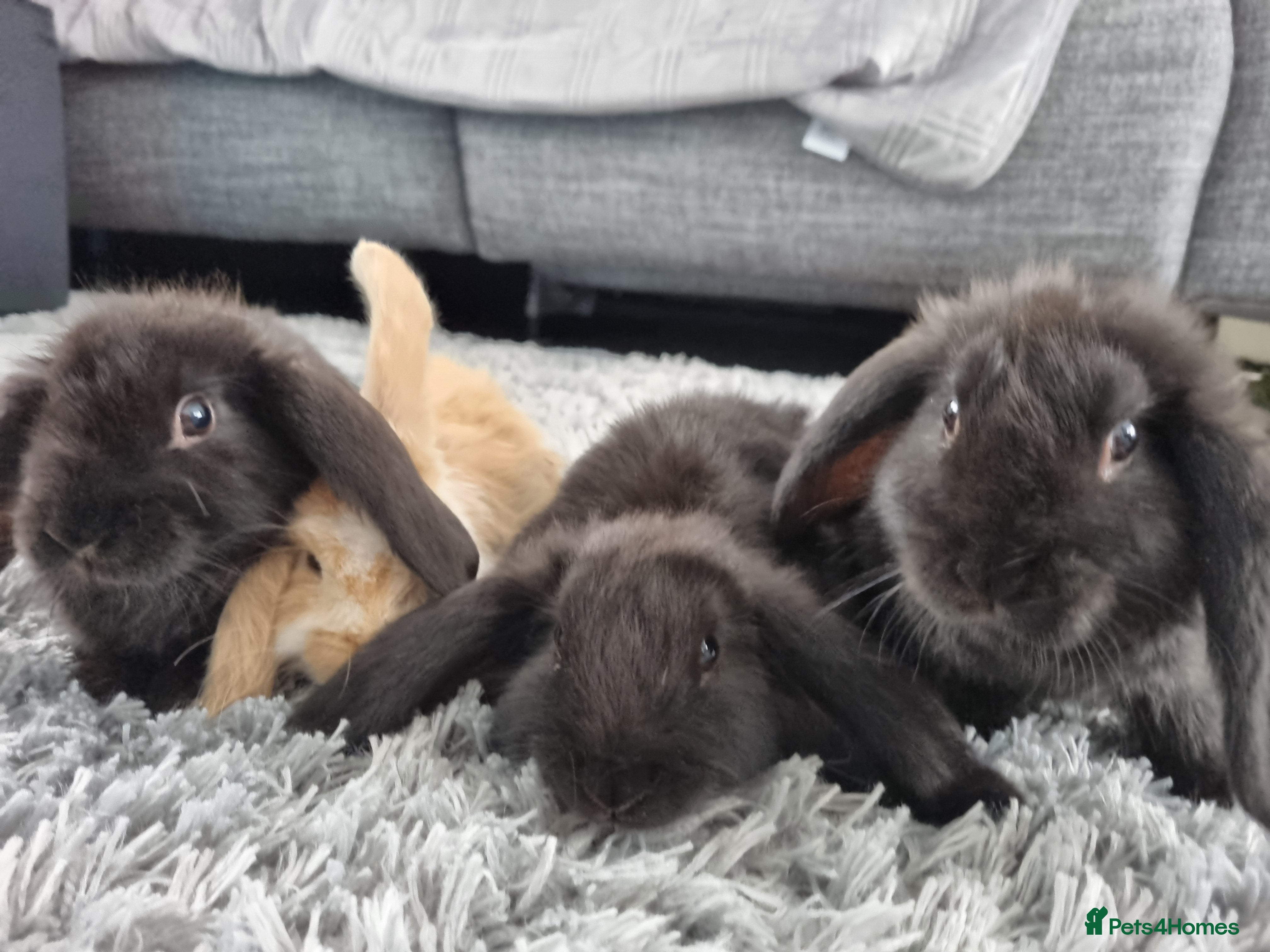 Mini Lop rabbits Cute French x Mini Lop Ready to Go!!! - Advert 1