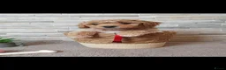 Poochon dogs for sale: Beautiful Poochon puppies! - Advert 11