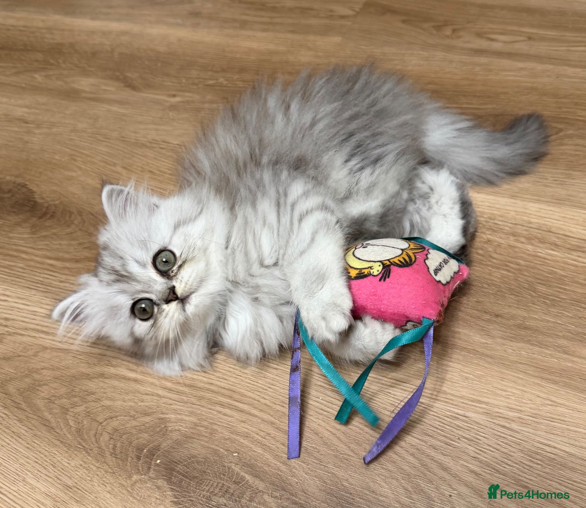 Persian cats LAST 1! Beautiful fluffy Persian kitten, PKD clear - Advert 5