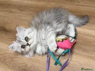 Persian cats LAST 1! Beautiful fluffy Persian kitten, PKD clear - Advert 5