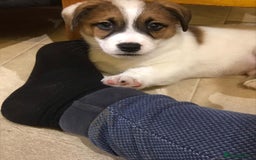 Jack Russell dogs for sale: Kennel Club Registered Jack Russell Terrier Pups - Image 6