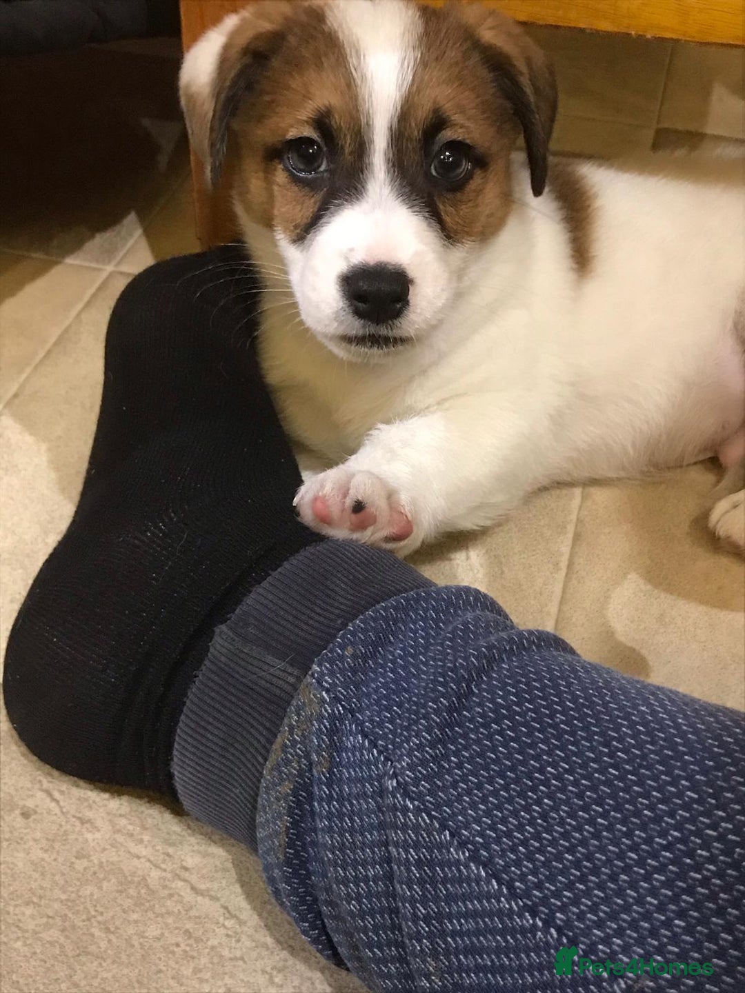 Jack Russell dogs for sale: Kennel Club Registered Jack Russell Terrier Pups - Image 6