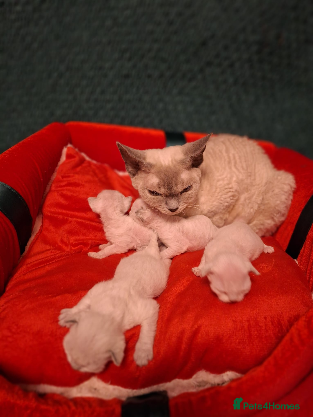 Devon Rex cats for sale: 🌸 Wonderful Devon Rex Kittens  🌸 - Advert 4