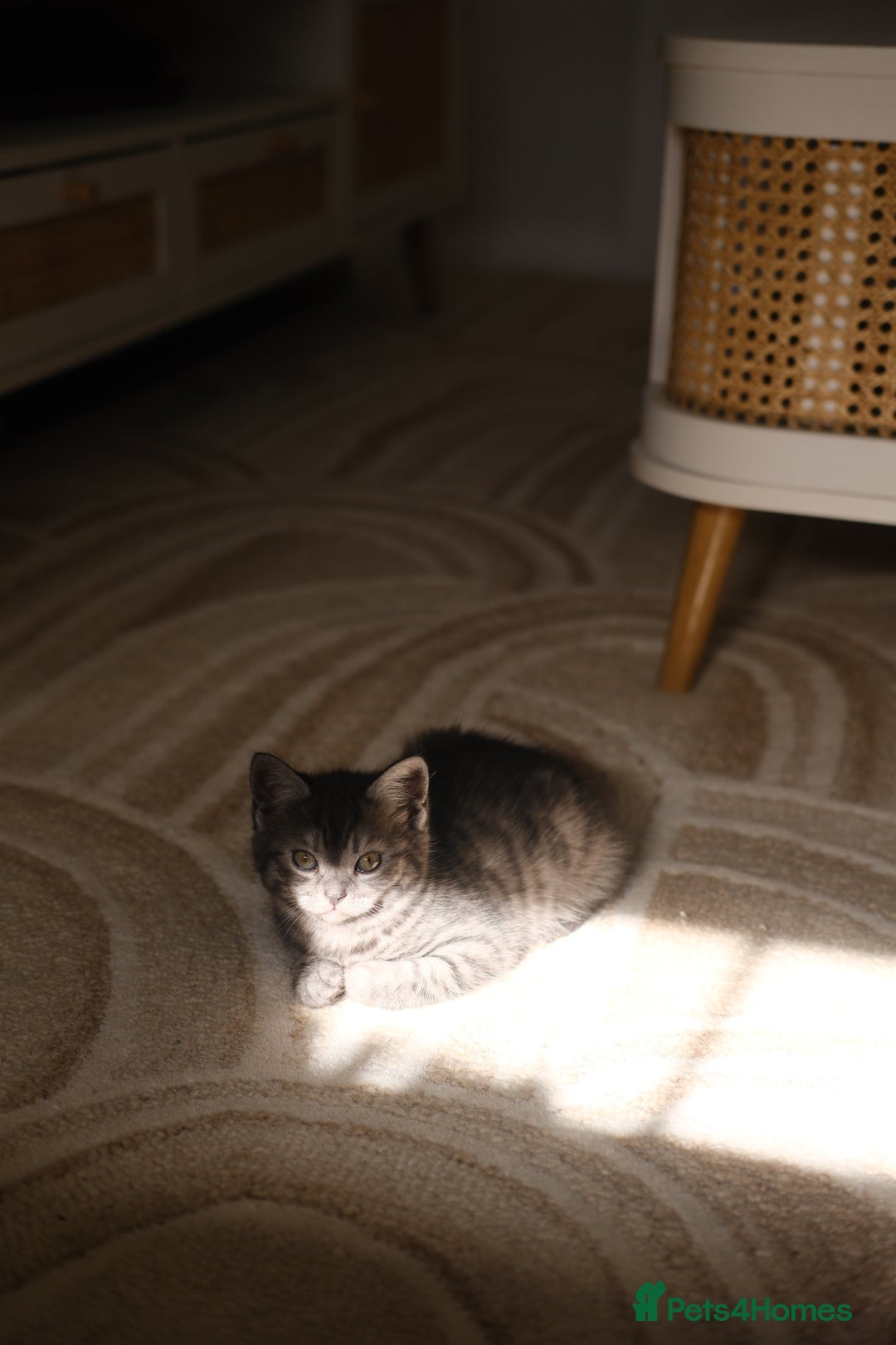 Scottish Fold cats for sale: 🐾 Beautiful Spotted-Belly Scottish Fold x Tabby😺 - Image 11