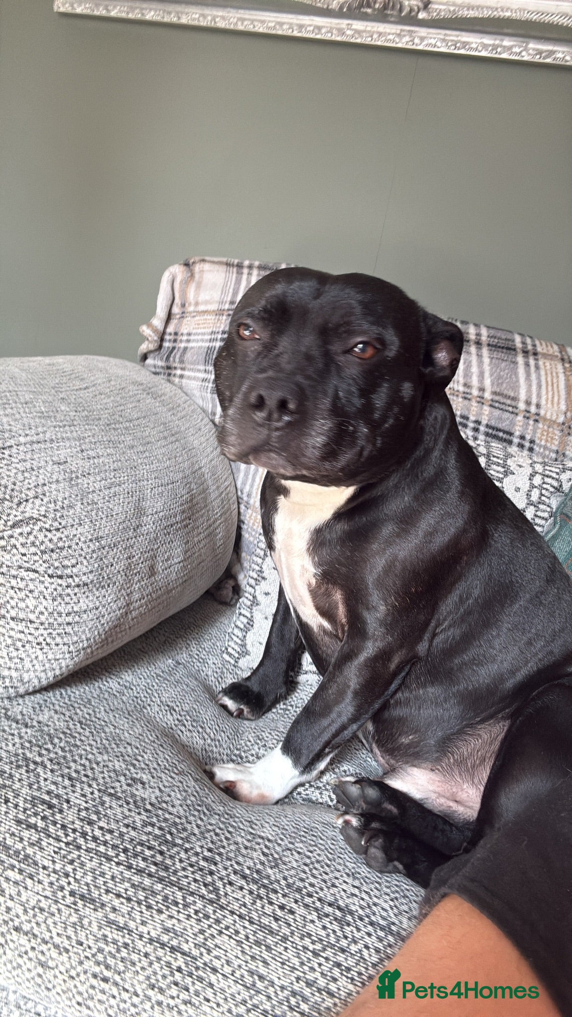 Staffordshire Bull Terrier dogs 8 GORGEOUS  STAFFORDSHIRE BULL TERRIER PUPPIES - Advert 2