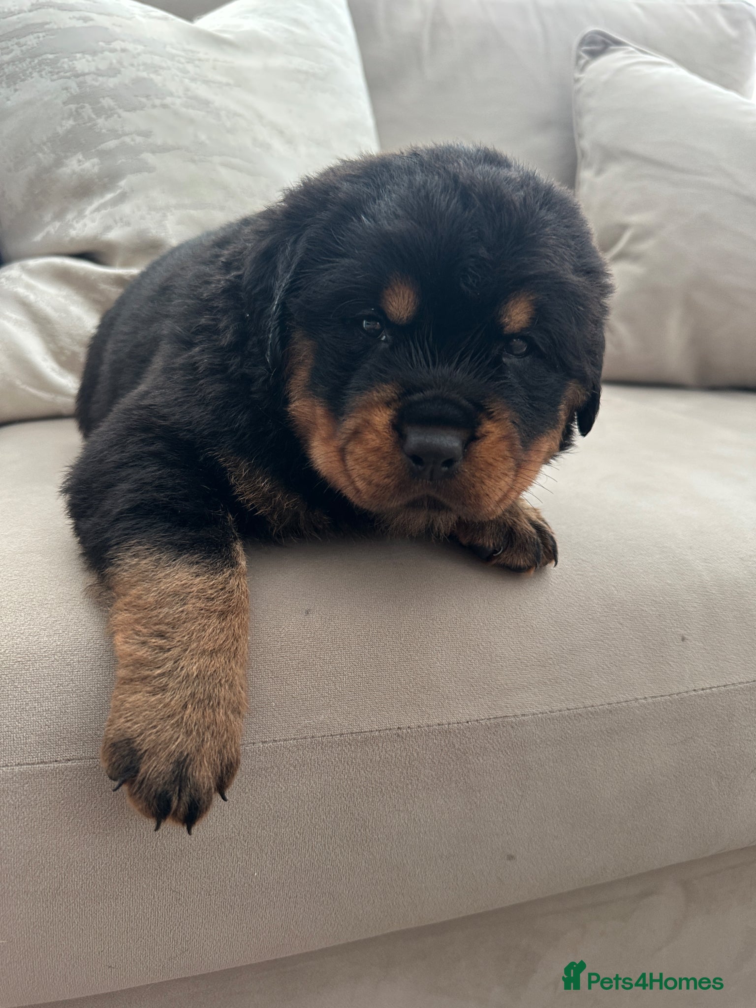Rottweiler dogs OUTSTANDING QUALITY GERMAN ROTTWEILER PUPPIES  - Advert 1