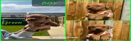 Labrador Retriever dogs for sale: *Videos* 7 KC-Registered Fox Red Labrador Pups🐶 - Advert 7