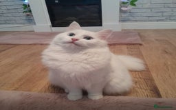 Maine Coon cats for sale: Female white mainecoon kitten.  - Image 10