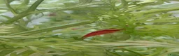 Angelfish fish for sale: LONG FIN GOLDEN ANGELS - Advert 14