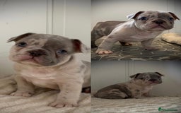 French Bulldog dogs for sale: Merle French Bulldog Puppies  - Image 3