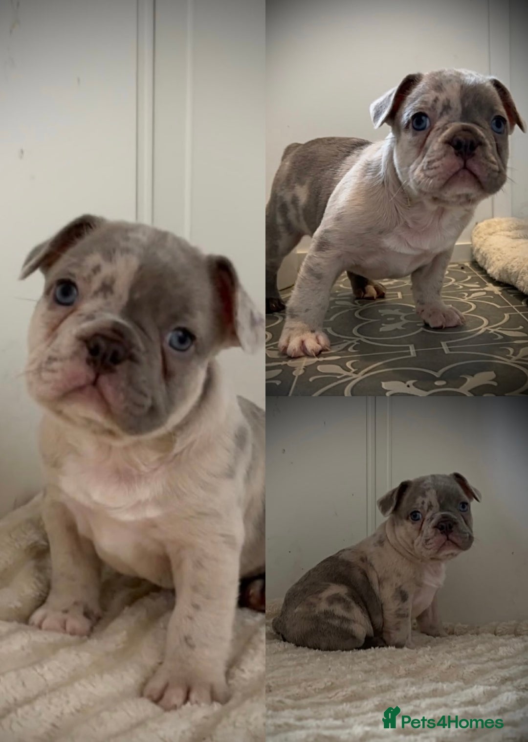 French Bulldog dogs for sale: Merle French Bulldog Puppies  - Image 3