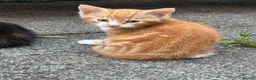 Mixed Breed cats for sale: Kittens for sale - Advert 2