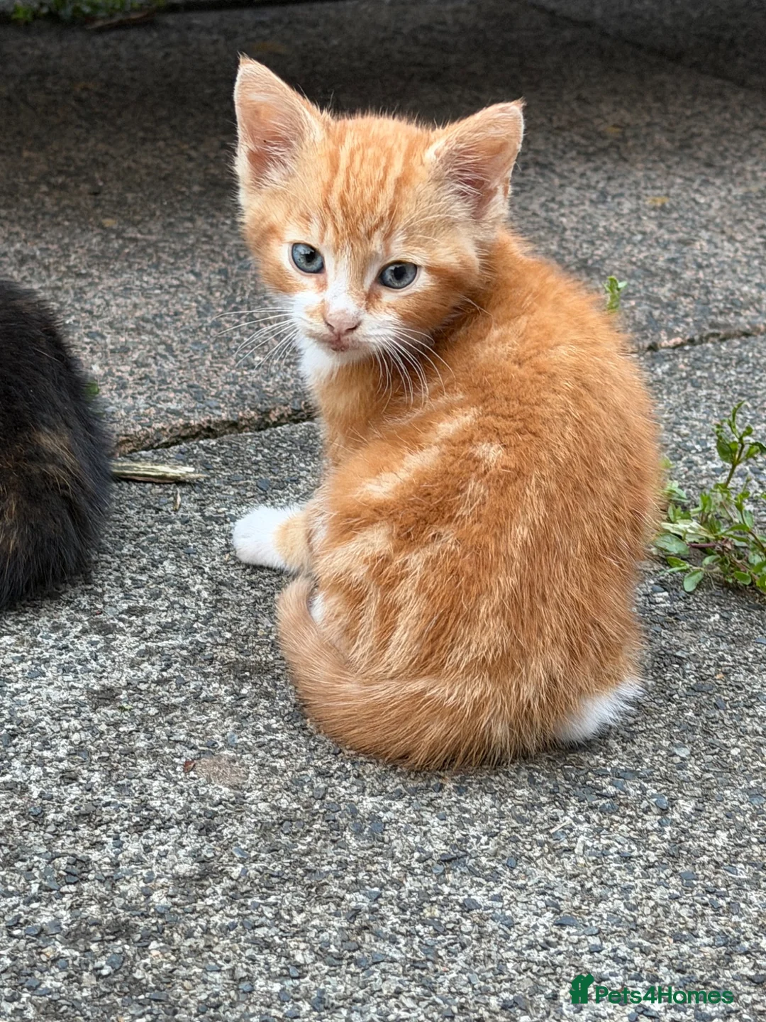 Mixed Breed cats for sale: Kittens for sale - Advert 2
