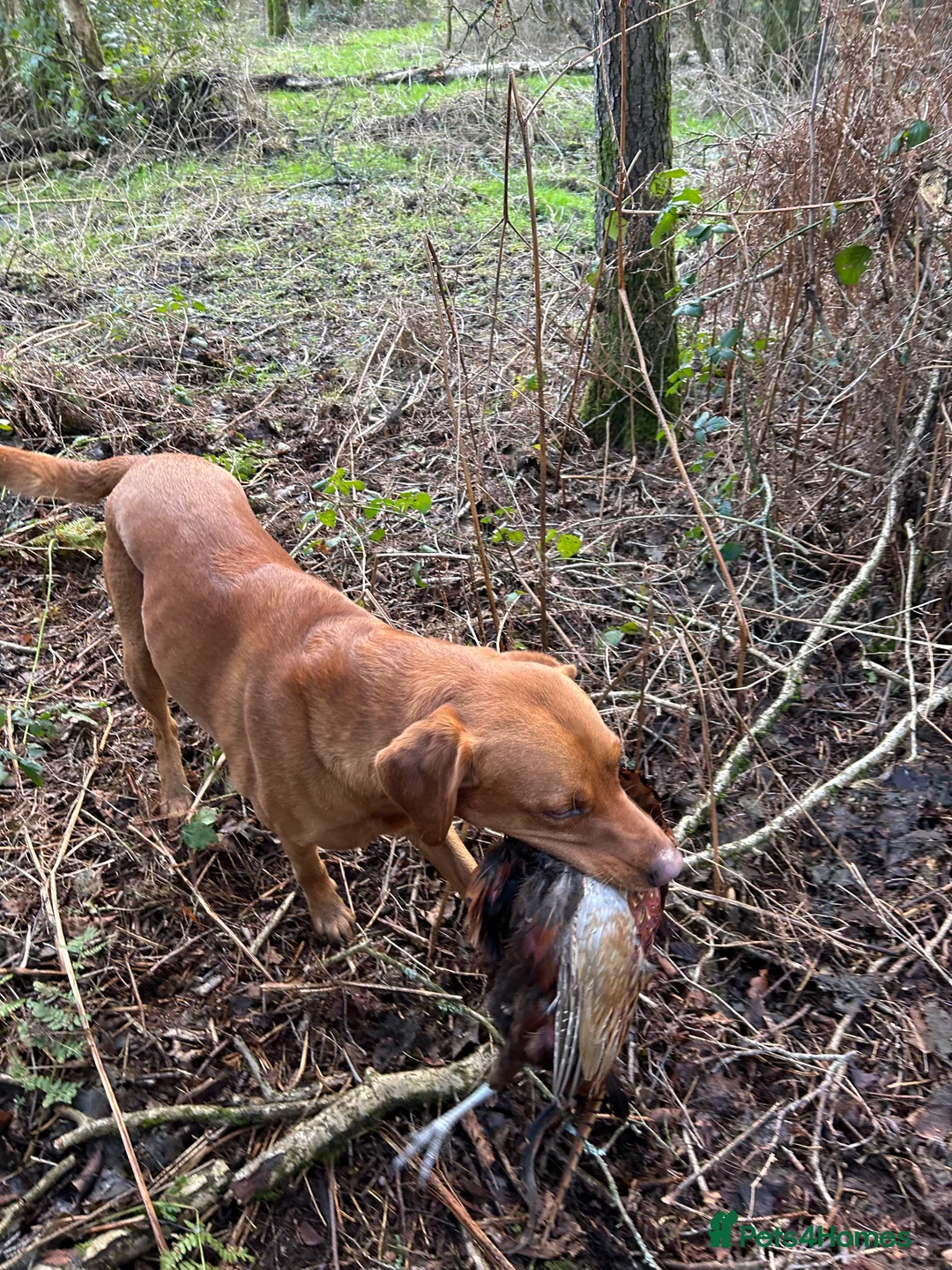 Labrador Retriever dogs for stud: KC working lab for stud in Guildford - Advert 4