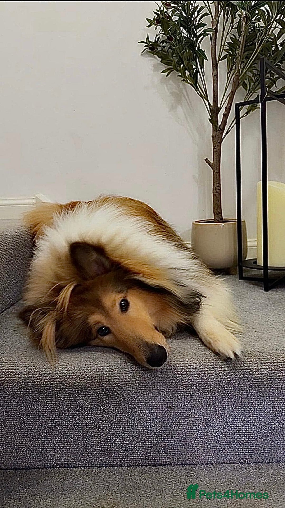 Rough Collie dogs for sale: KC Registered Rough Collie – 10 Months- £1,700 - Advert 5