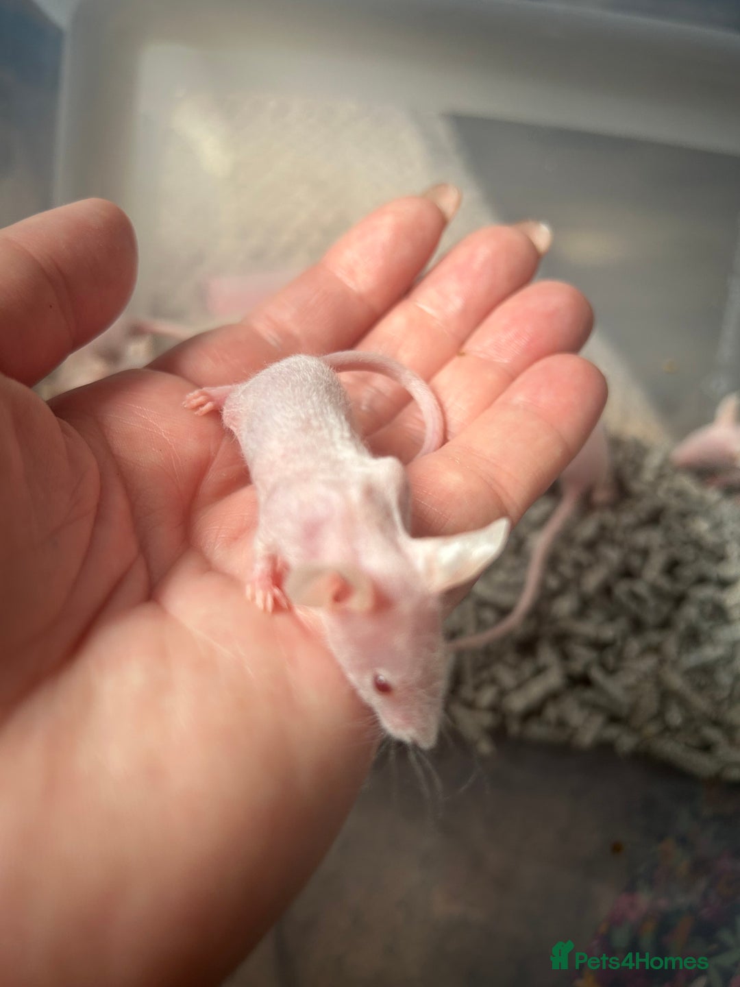 Mouse rodents for sale: Hairless/fuzzy mice, 2 boys left ready now - Image 3