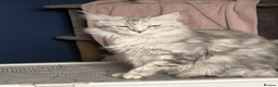 Maine Coon cats for sale: Stunning Maine Coon Kittens – 4 Girls & 1 Boy - Advert 22