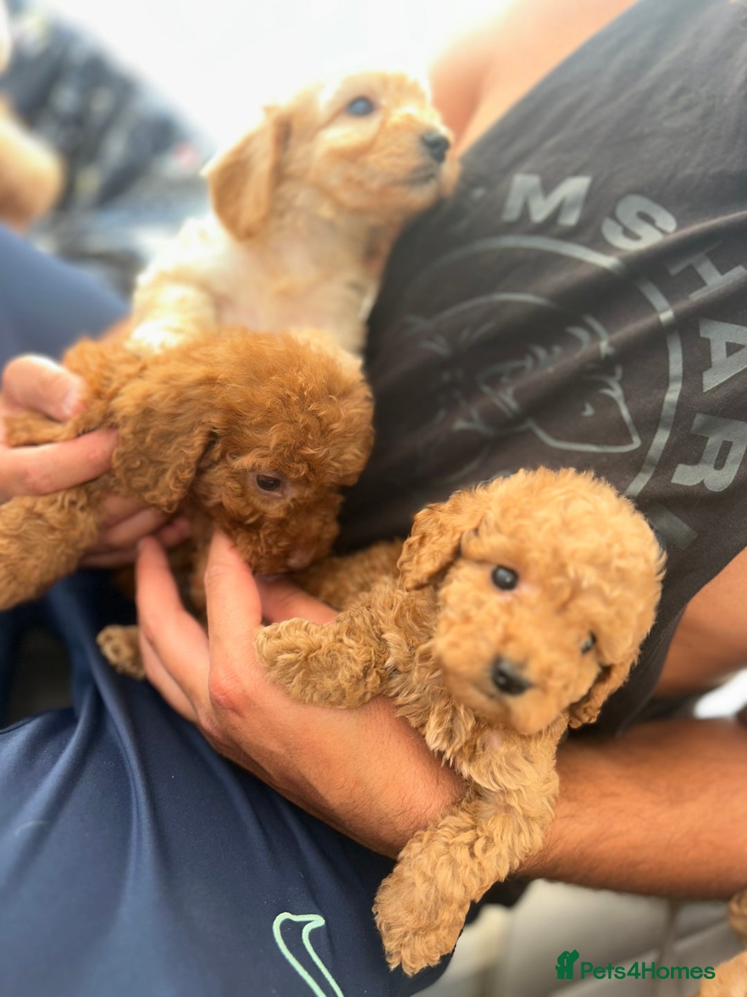 Cockapoo dogs for sale: 8 weeks old beautiful Cockapoo puppies  - Image 32