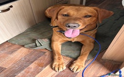Labrador Retriever dogs for sale: Fox Red Labrador - Loki - Image 3