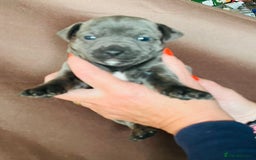 Jack Russell dogs for sale: Blue & Black Brindle Jack Russells - Image 6