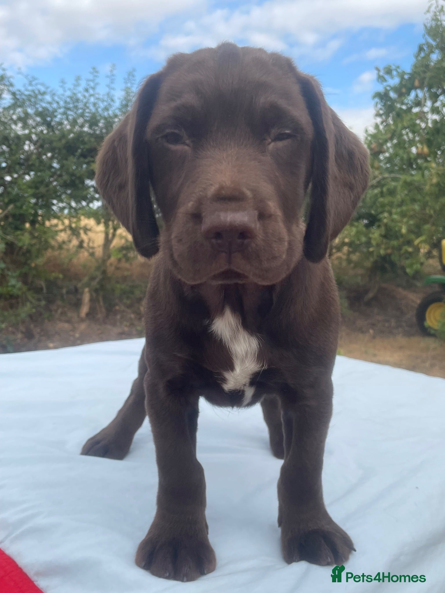 Mixed Breed dogs Beautiful Working Cocker cross Springador pups. - Advert 2