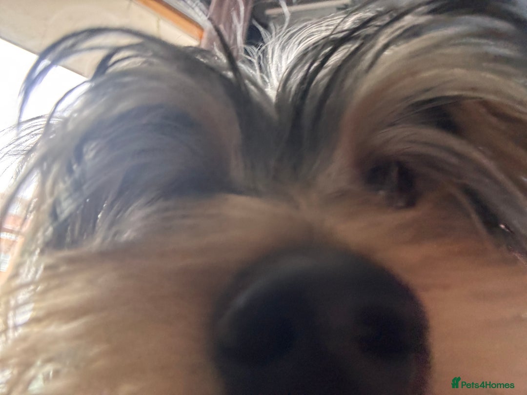 Yorkshire Terrier dogs for sale: 6-Month-Old Female Yorkshire Terrier  - Image 3