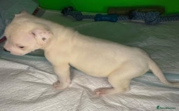 American Bulldog dogs for sale: American Bulldog - Image 10