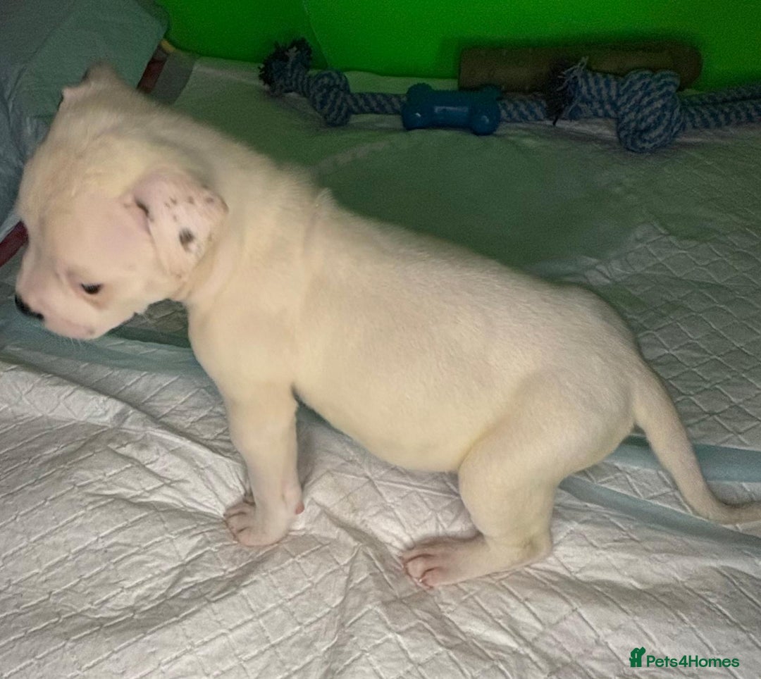 American Bulldog dogs for sale: American Bulldog - Image 10