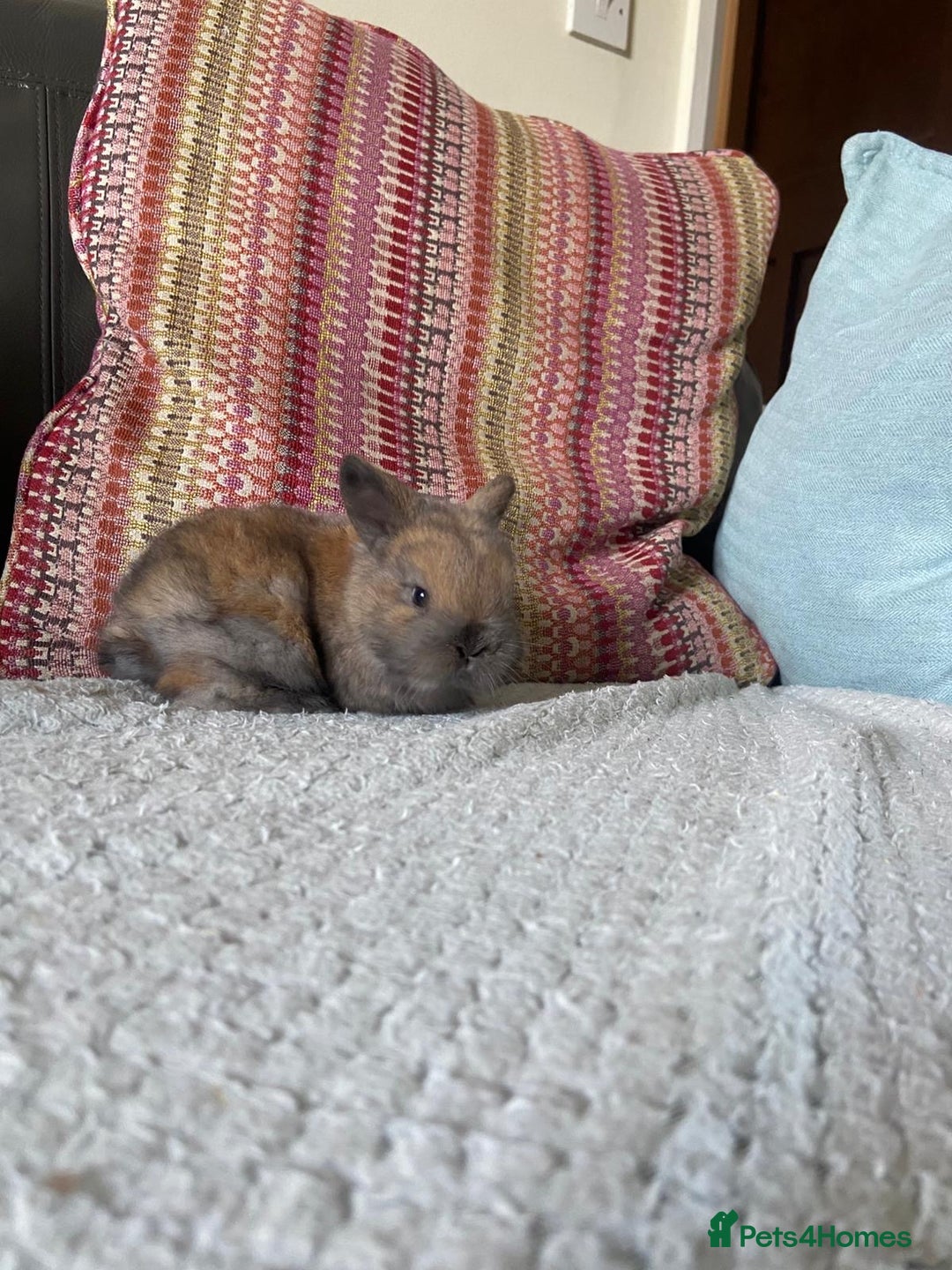 Mixed Breed rabbits for sale: 2 mini lop cross dwarf bunnies - Advert 3