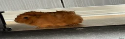 Guinea Pig rodents for sale: Two girls for sale bonded  in Houghton le Spring - Advert 5