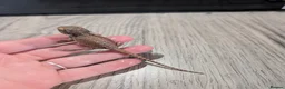 Bearded Dragon reptiles for sale: Baby bearded dragons  - Advert 17