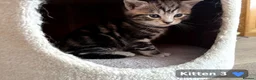 Mixed Breed cats for sale: Lovely British Shorthair/Scottish Fold Mix Kittens in Kingswinford - Advert 4