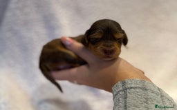 Cockapoo dogs for sale: F1 health clear stunning cockapoos - Image 7
