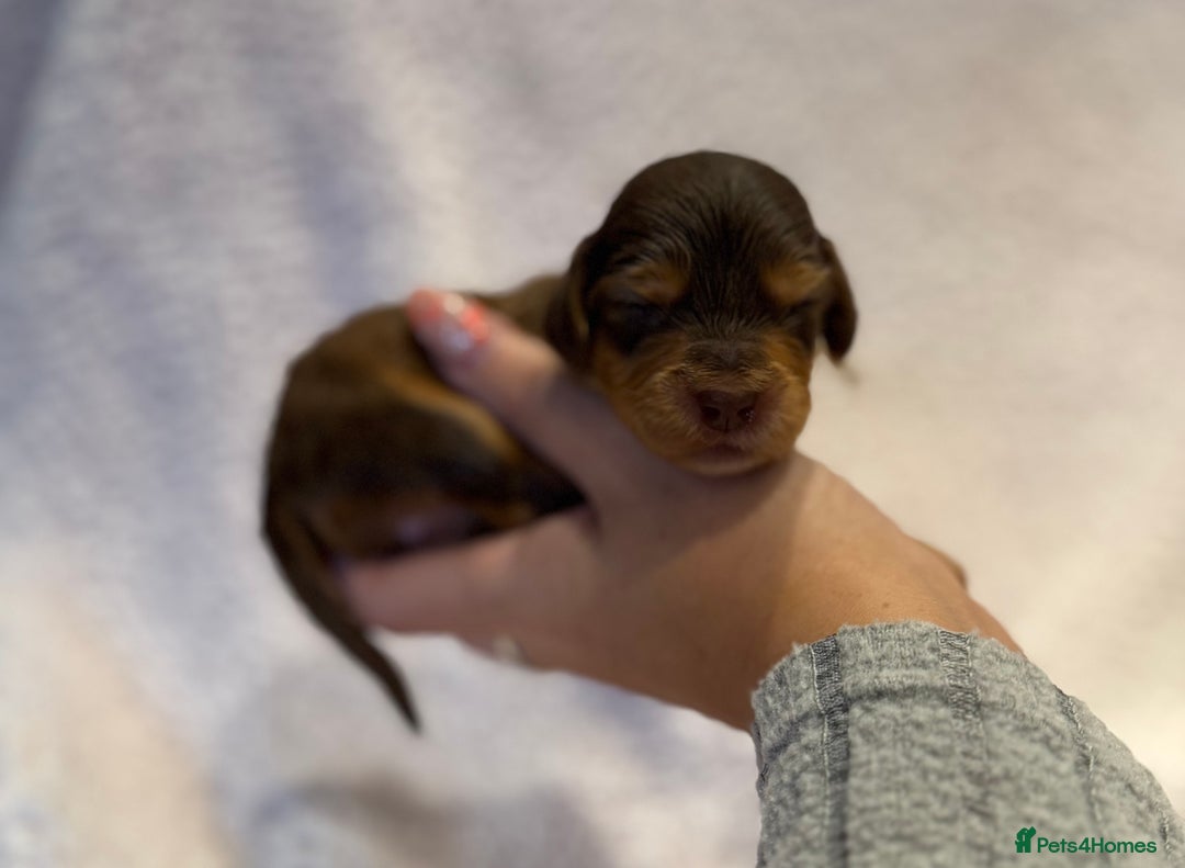 Cockapoo dogs for sale: F1 health clear stunning cockapoos - Image 7