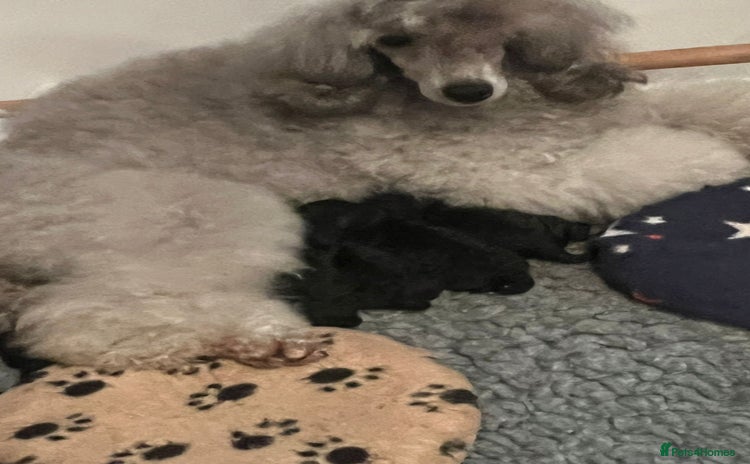 Miniature Poodle dogs - Advert 25