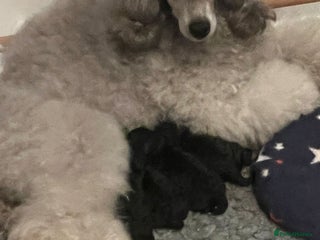 Miniature Poodle dogs - Advert 17