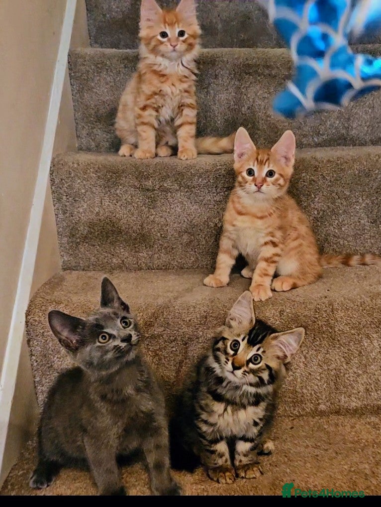 Mixed Breed cats Elven Bengal Kittens  - Advert 2