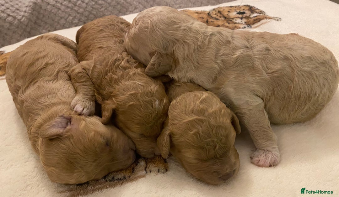 Cavapoo dogs for sale: Gorgeous Teddybear Cavapoo Puppies health checked  - Advert 19