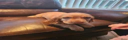 Cocker Spaniel dogs for sale: Cocker Spaniel pups in Omagh - Advert 11