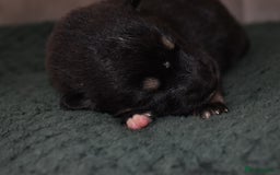 Shepsky dogs for sale: German shepherd x husky puppies - Image 27