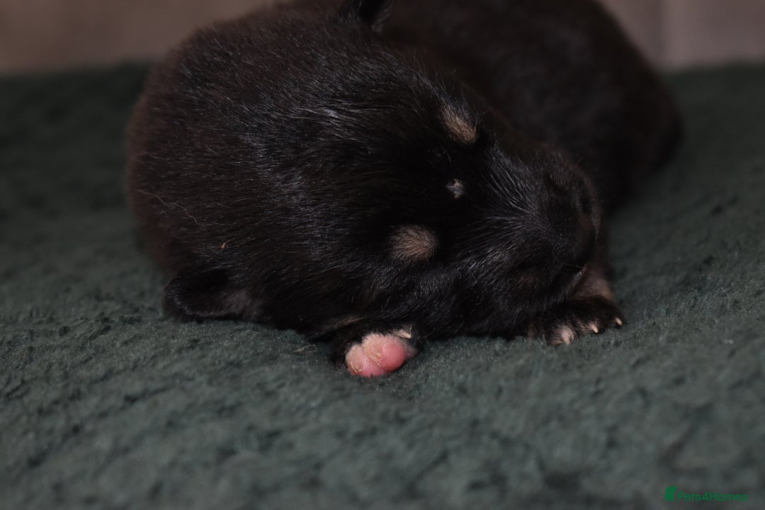 Shepsky dogs for sale: German shepherd x husky puppies - Image 27