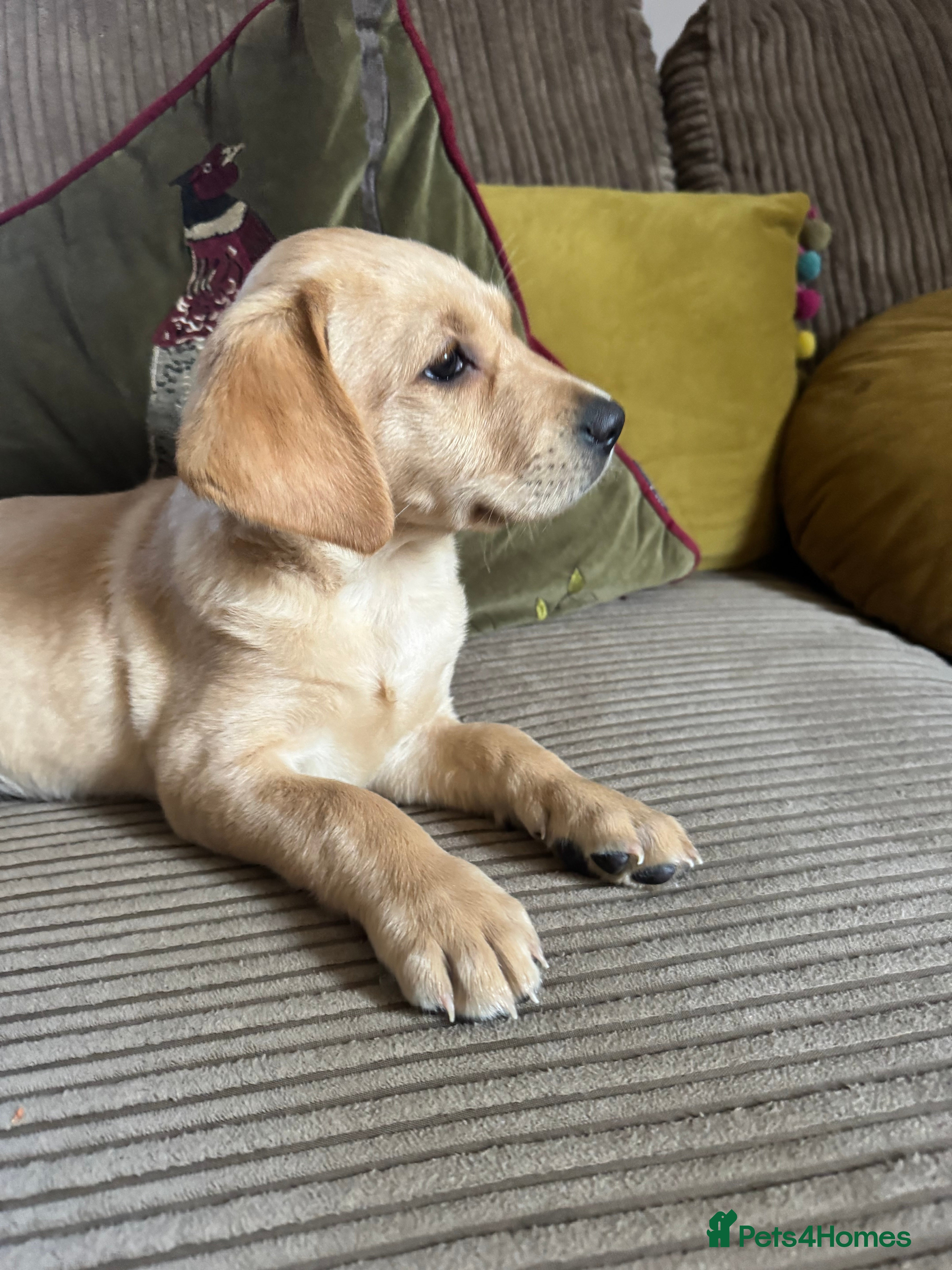 Labrador Retriever dogs Outstanding litter KC registered Labrador puppies - Advert 2