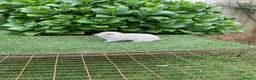 Mini Lop rabbits for sale: Pure bred mini lops baby rabbits  - Advert 11