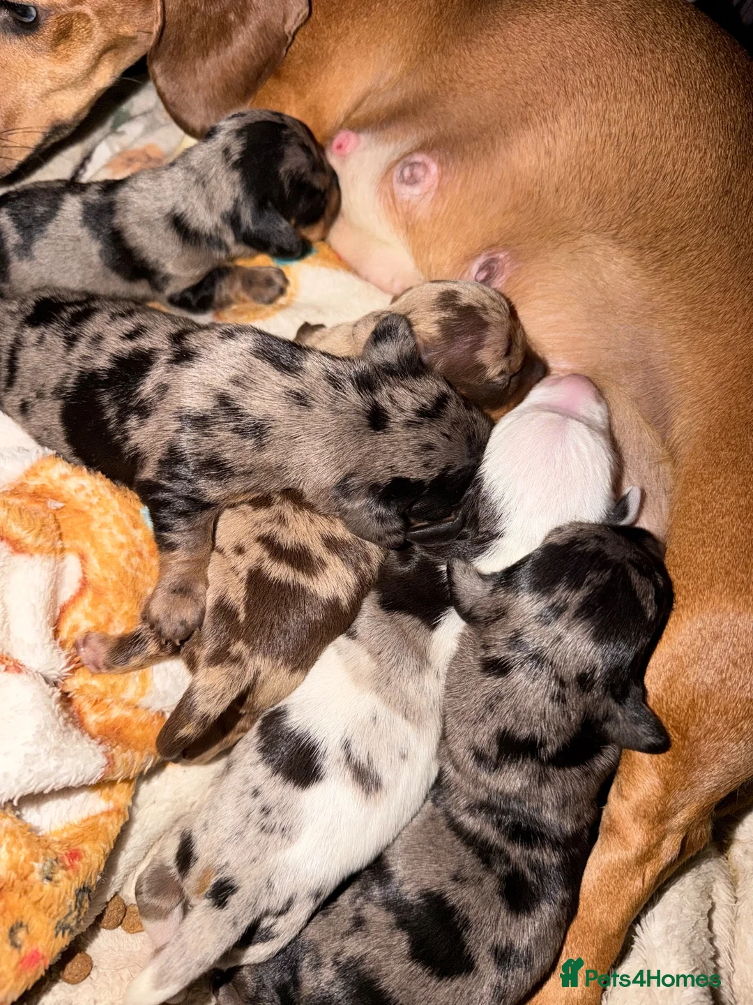 Miniature Dachshund dogs for sale: Stunning litter of miniature dachshund puppies  - Advert 3