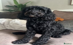 Cockapoo dogs for sale: CHAMPION COCKAPOO’S - WAITLIST - Image 4