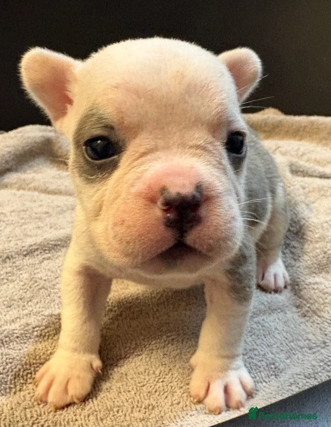 Mixed Breed dogs for sale: Frenchie mix - Advert 1