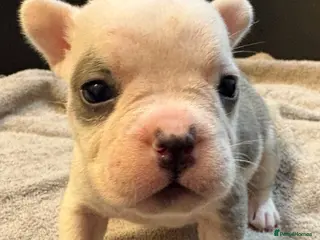 Mixed Breed dogs Frenchie mix - Advert 13