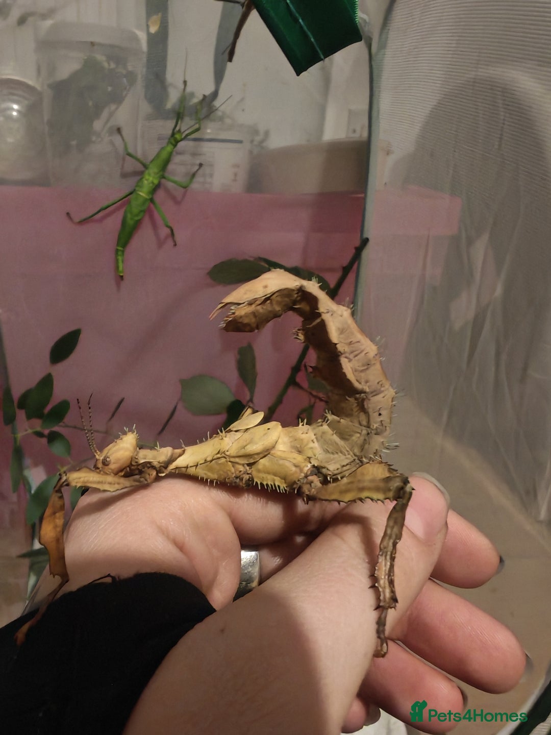 Stick Insects invertebrates for sale: Extatosoma tiaratum, Australian walking stick Eggs - Advert 2