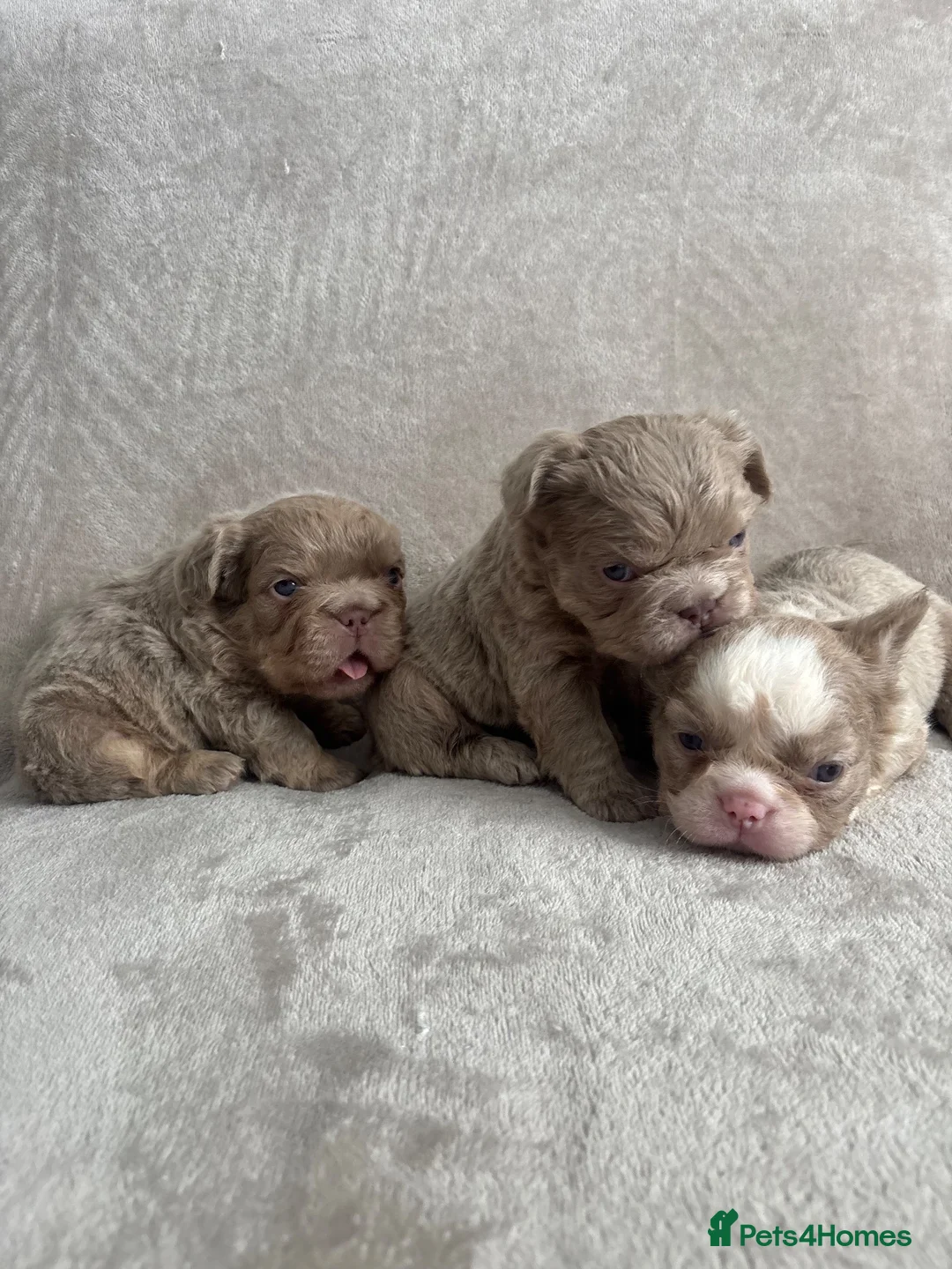 French Bulldog dogs for sale: Fluffy French bulldogs looking for their forever  - Advert 2