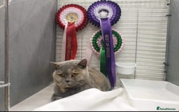 British Shorthair cats for sale: Beautiful gccf British short hair kittens  - Image 22